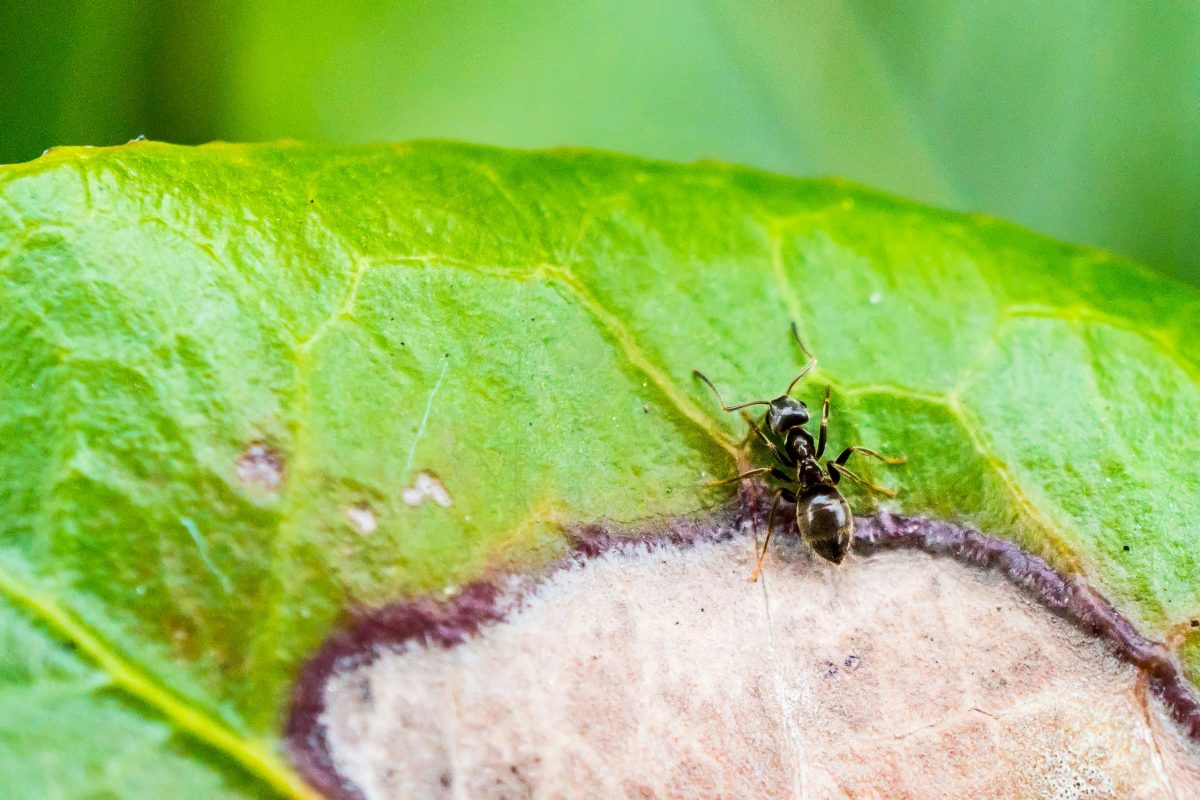 ants on a leaf