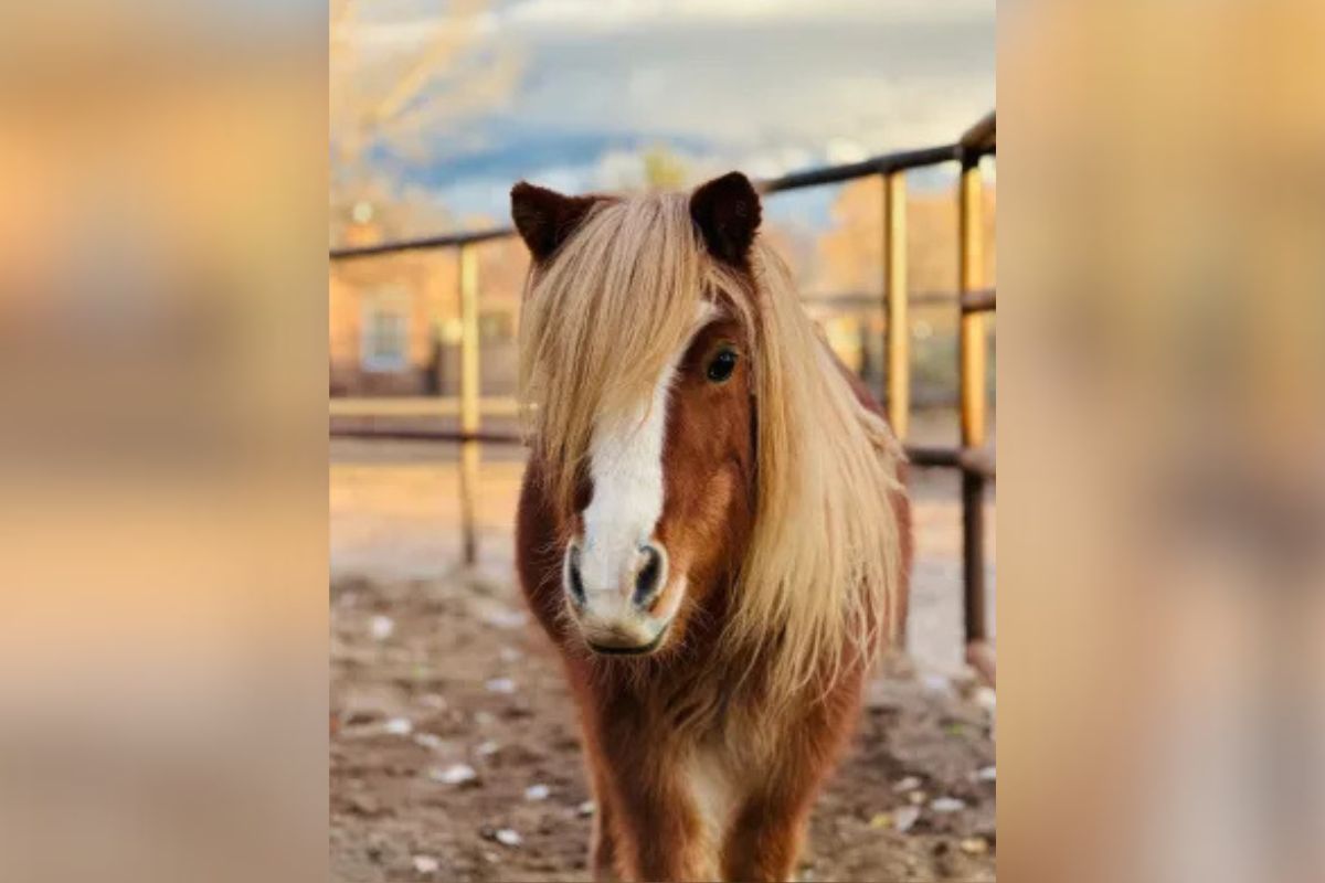 Chico Suave, Corrales' current Pet Mayor, is issuing a call to all area pets to consider running in the highly anticipated 2025 Pet Mayor election. Applications are now open for the esteemed position.