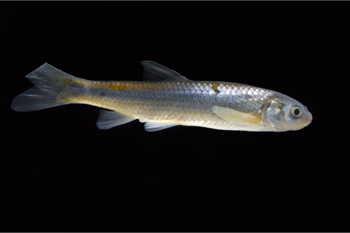 Officials work to save the Rio Grande silvery minnow