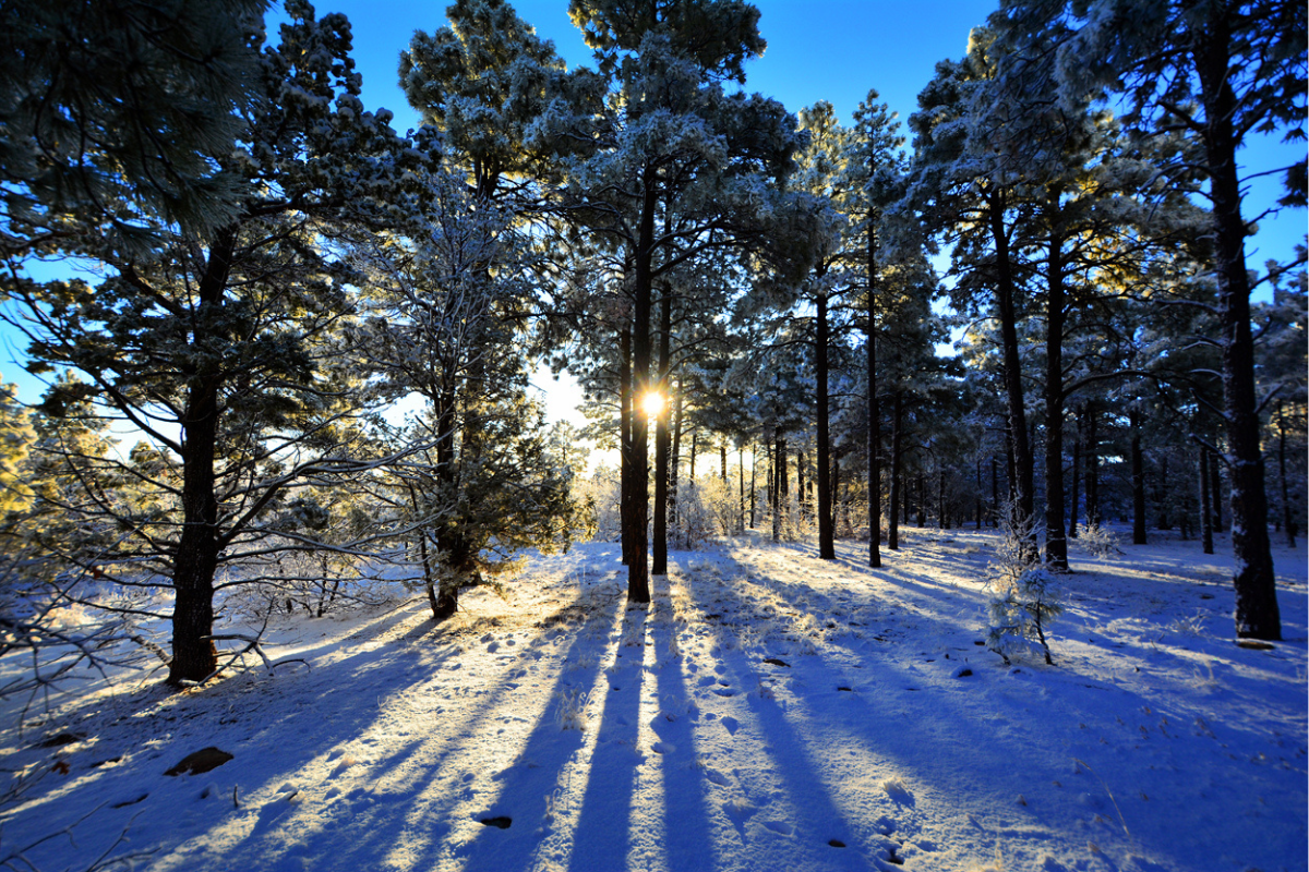 Manzano Mountains State Park.