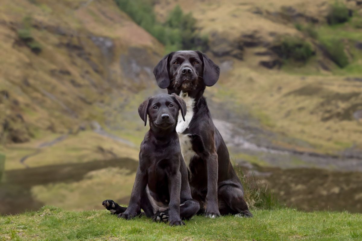 Leaf & Luna by Joanie Wood