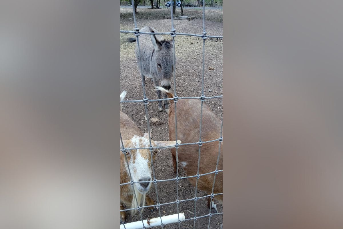 Beloved miniature donkey Eeyore passed away peacefully at the age of 25. He was a familiar and cherished sight for those traveling down Corrales Road. (Katherine Daugherty)