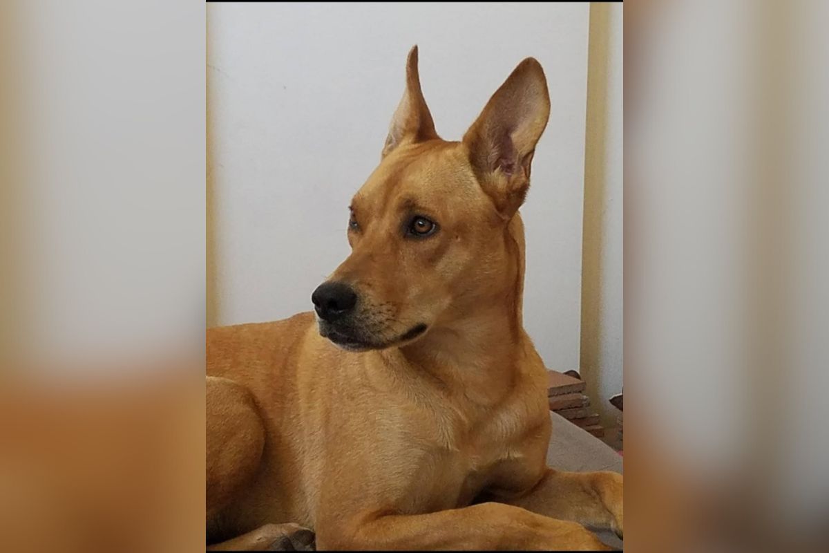 Albuquerque residents who find animals being sold or given away on sidewalks, in parking lots or other public spaces could soon see stricter enforcement under a proposed ordinance update scheduled for a City Council vote in August.