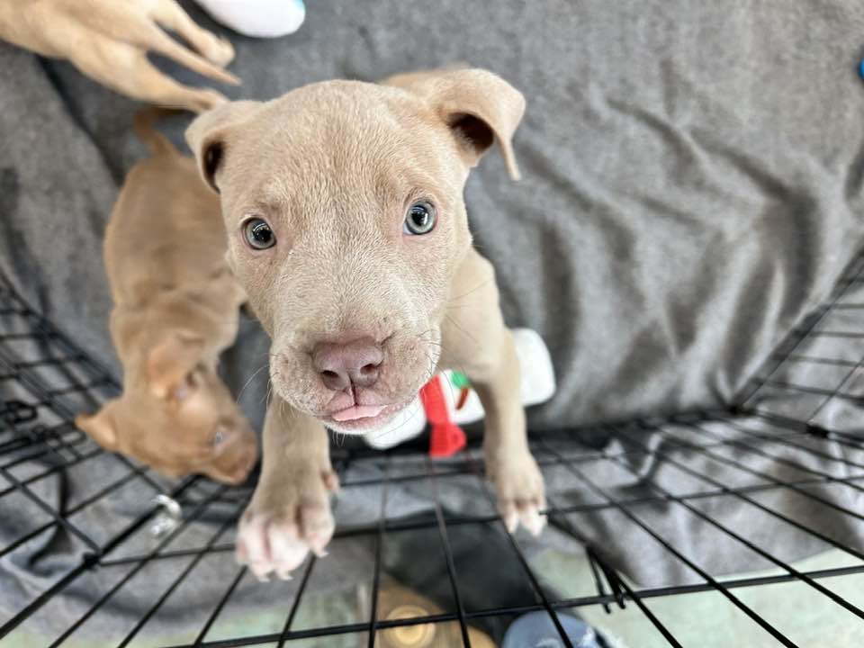 Kiara, Coraline, and Scarr