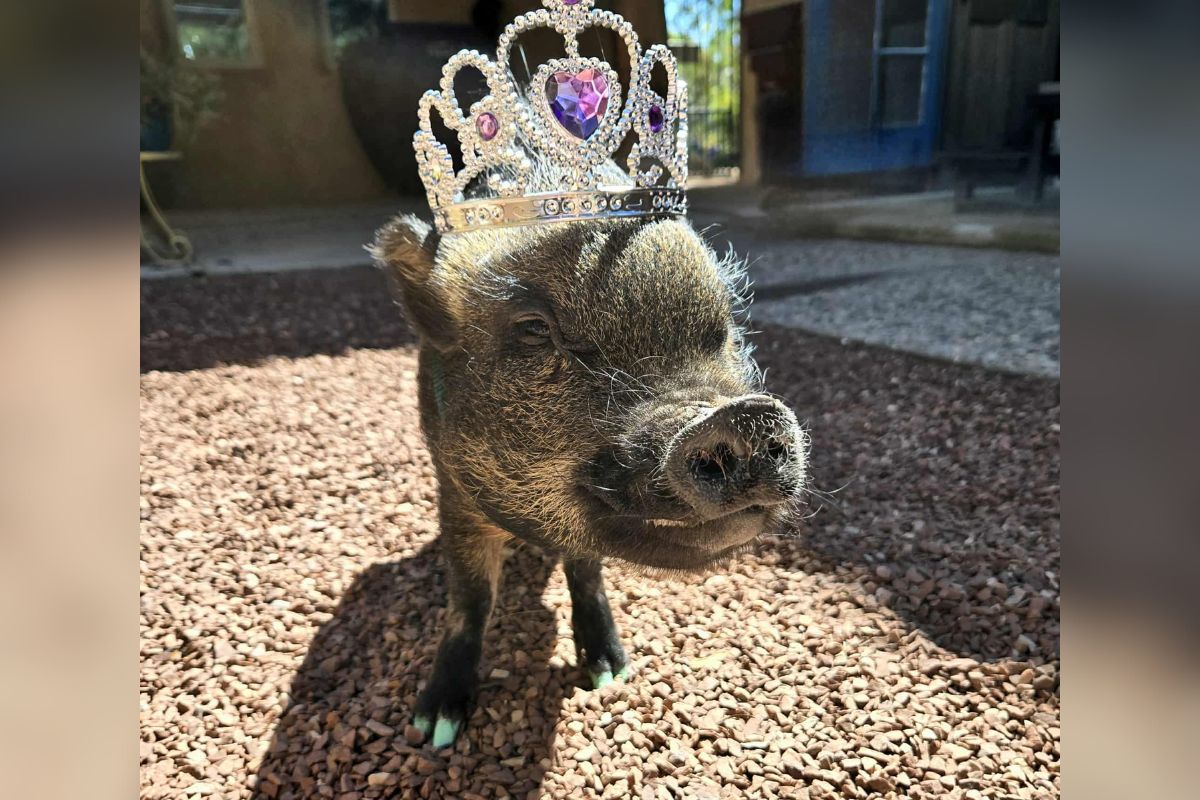 A mini pig named Apple was sworn in Saturday as Corrales' Pet Mayor for 2025 after winning a competitive fundraising election that raised $7,000 for the village's animal services organization. (Courtesy photo)