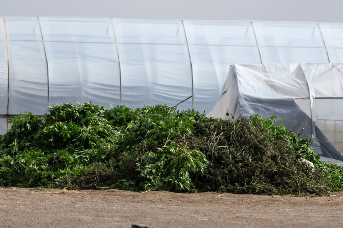 During raids in January, federal agents seized more than 8,500 pounds of marijuana and found 10 Chinese nationals working illegally Dineh Benally's Estancia operation. (Roberto E. Rosales)