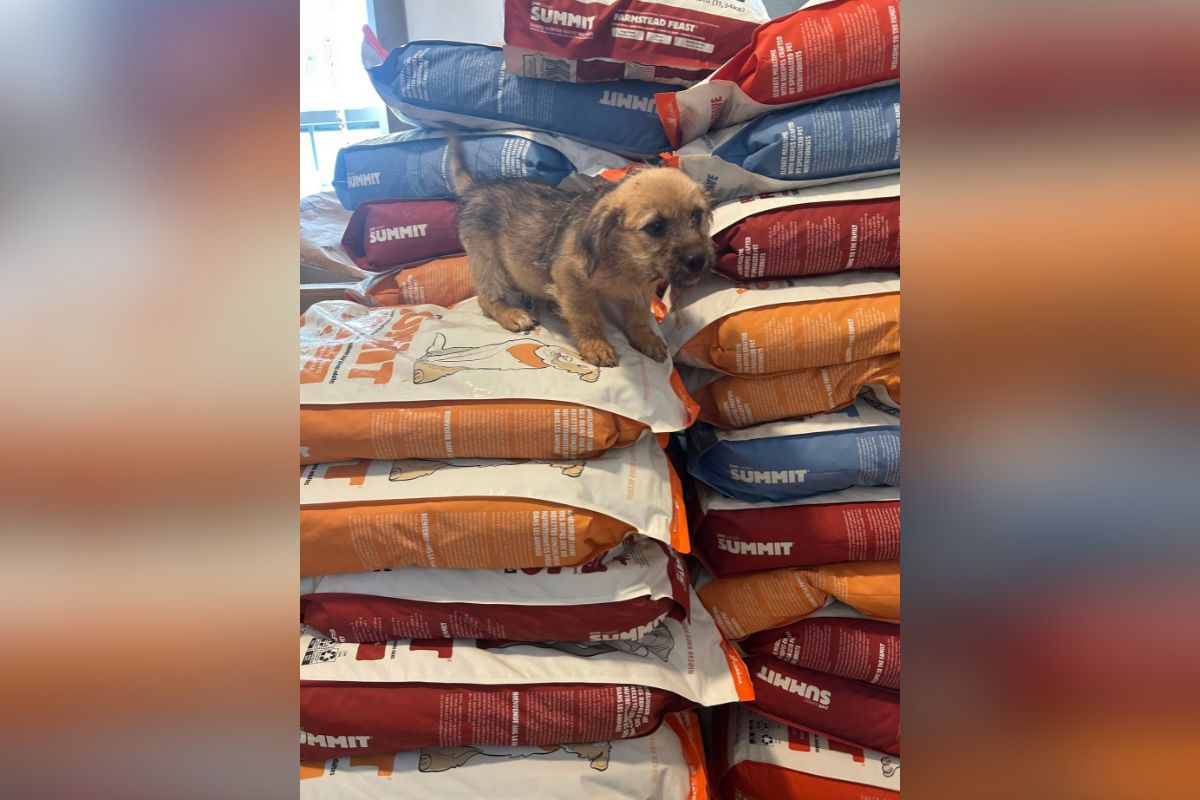 Simply Diego's, an Albuquerque pet store, donated 2,000 pounds of dog food to Moriarty Animal Control in September as part of the company's monthly donation program.