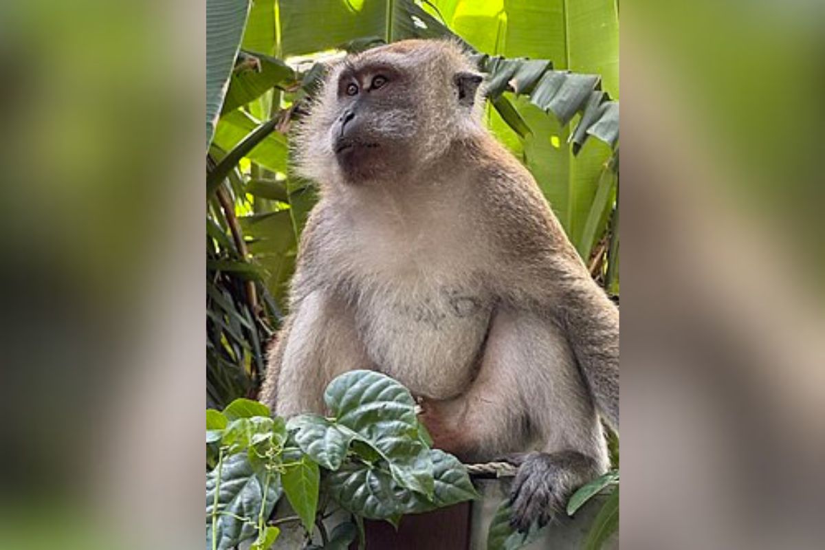 A Lovelace Biomedical Research Institute veterinarian supervising a euthanasia training session failed to ensure a 6-year-old female cynomolgus macaque had died after injection with euthanasia solution. The animal was placed in a sealed plastic bag and refrigerated, but necropsy staff later discovered the monkey still showed signs of respiration and heartbeat.