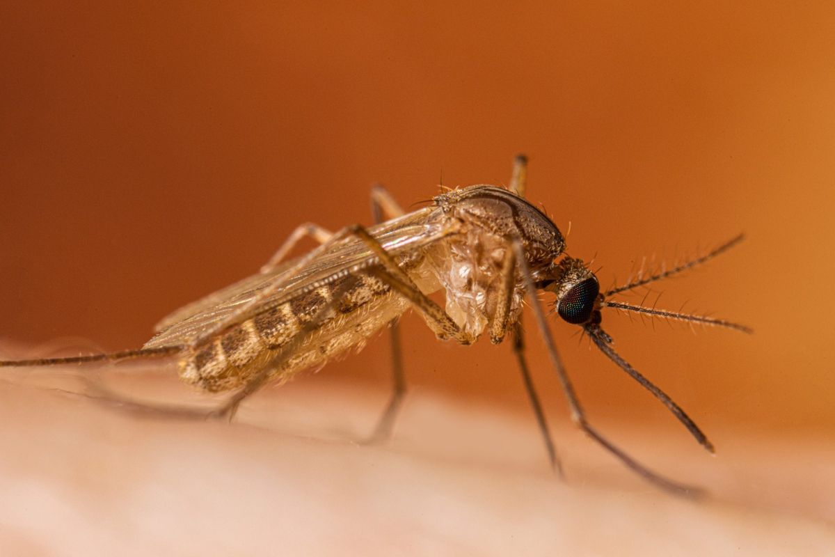 Mosquitoes carrying West Nile virus have turned up in Bernalillo County, and health officials want residents to act before monsoon season makes things worse.