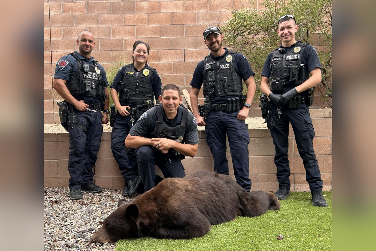 Be bear aware: Ursine spotting in Corrales means humans should take caution